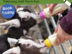 February Half Term Fun